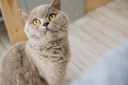 Scottish straight cat with beautiful yellow eyes. Cat purple color. Beautiful cat sitting on the floor.の写真素材