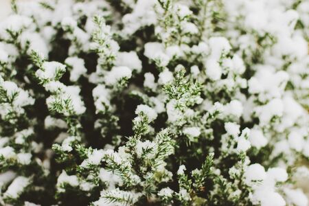 It's a christmas tree in the snow. A hwee evergreen plant. Winter, snow, juniper. Juniper branches are sprinkled with snow. Selective focus.の写真素材
