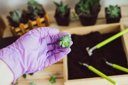 Transplanting a flower with a set of garden tools into a pot of soil. A purple-gloved hand holds a succulent. Wooden container with soil for planting.の写真素材