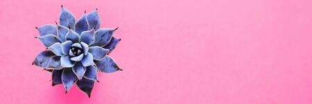 Banner with a beautiful succulent on a pink background. Background for your text or design. Selective focus.の写真素材