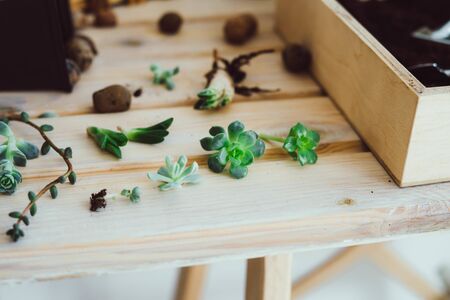 Transplanting a flower with a set of garden tools into a pot of soil. Black pot with expanded clay lies on the table. Lots of succulents on the wooden table. Selective focus.の写真素材
