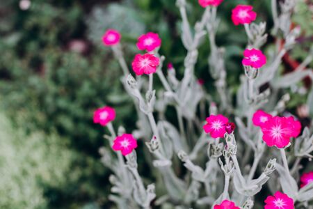 Pink bright flowers bloom beautifully in the garden. Well-groomed yard.の写真素材