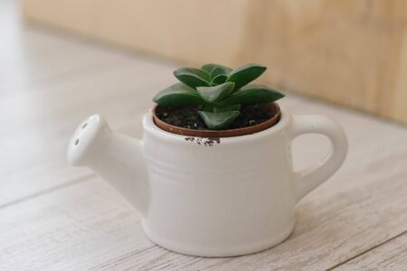 Succulent in a small white ceramic pot in the form of watering cans.の写真素材