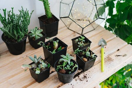 Plants planted in black plastic pots. Transplanting a flower with a set of garden tools in a black pot with soil. Succulents and cacti.の写真素材