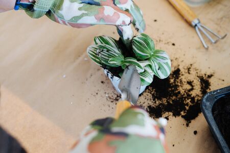 Plant a small sprout in a brown pot. Plant transplants. Military-style gloves.