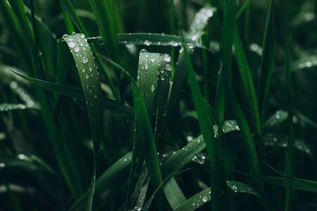 Background dew drops on bright green grass after rain. Wet grass closeup with water drops after...
