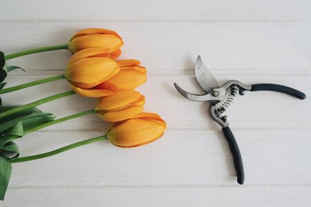 Freshly cut orange tulips. Garden tool. Secateur with black rubberized handles.の写真素材