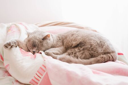 The gray cat sleeps on the couch. Pet. A Scottish cat sleeps in bed.の写真素材