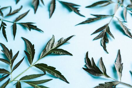 Branches of medicinal Elderberry on a blue background. Dark leaves on a bright background. Natural background. Concept art.の写真素材