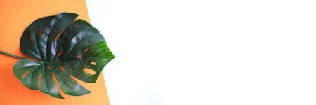 Banner with a monstera leaf on an orange and white background. Natural background. Empty space for your design and text. Monstera tropical leaves.の写真素材