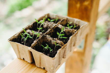 Tomato seedlings. Sown tomatoes in cardboard peas with peat content.の写真素材