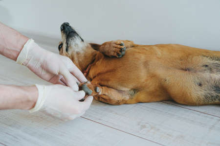 The veterinarian examines the dog. Dog breed Dachshund at a reception in a veterinary clinic.の写真素材