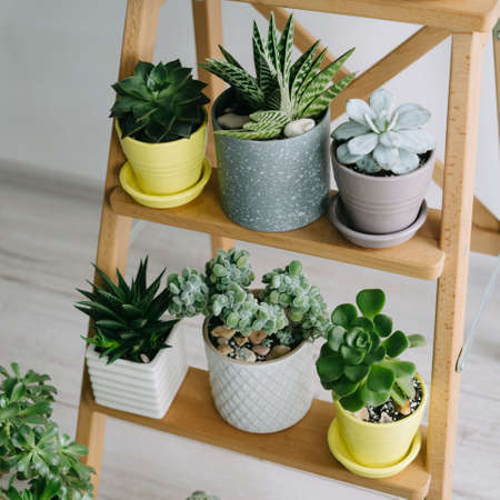 Many indoor plants in white, gray and yellow pots.