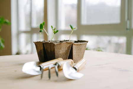 Sprouted cucumber seeds and small gardening equipment.の写真素材