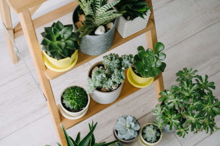 Many indoor plants in white, gray and yellow pots stand on a wooden shelf. Beautiful succulents.の写真素材