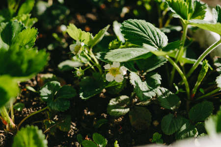 Flowering strawberries on the country estate. Selective focus.の写真素材