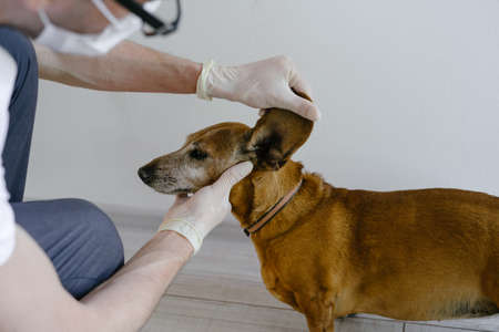 The veterinarian examines the dog. Dog dabak at the reception in the veterinary clinic.の写真素材
