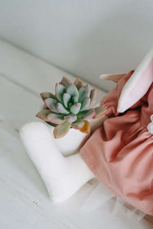 Plush toy hare in a dress and succulent in a white keremical pot.の写真素材