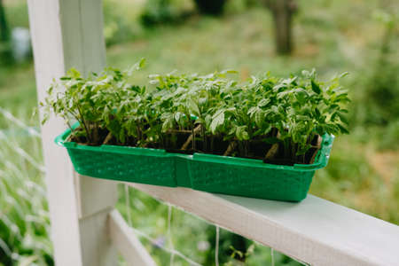A special plastic container for tomato seedlings.の写真素材