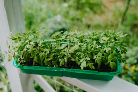 A special plastic container for tomato seedlings.の写真素材