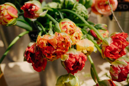 Peony-shaped tulips are orange in color. Sale of tulips. Flower market.の写真素材
