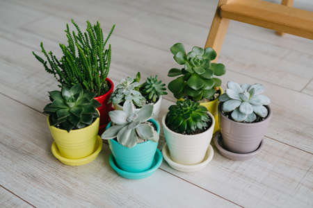 Succulents of colored pots stand on the floor.の写真素材