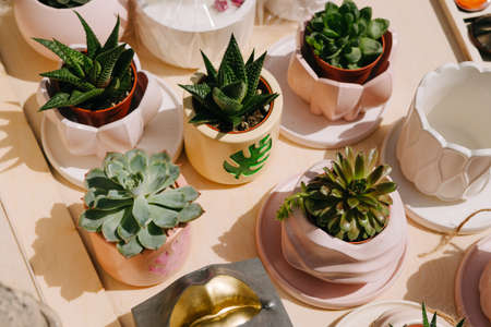 Flower pots of different shapes, designs, sizes and colors. Succulents.の写真素材