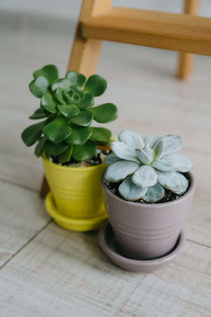 Two pots of succulents are on the floor.の写真素材