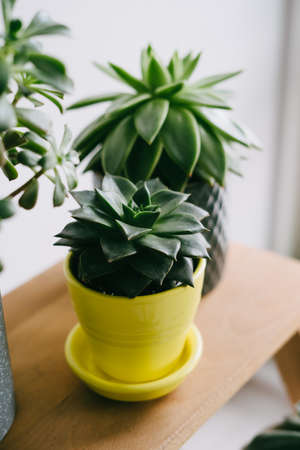 A plant in a yellow pot. A beautiful succulent in a yellow ceramic pot. Echeveria Purpusorum on a wooden shelf.の写真素材