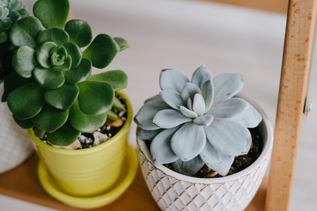Two pots of succulents stand on a wooden shelf. Gray and yellow ceramic pots with houseplants. A beautiful succulent in a ceramic pot. Indoor plants.の写真素材
