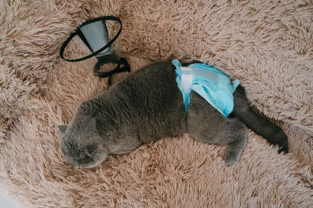 Sick gray cat in a diaper lies on the couch. Top view of the sofa with a gray cat in a blue diaper. Veterinary protective collar lies near the cat. Treatment of Scottish fold cat from urolithiasis.の写真素材