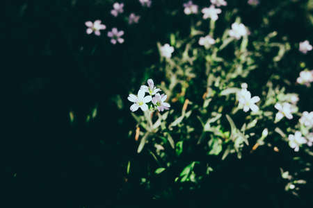 Closeup Cerastium tomentosum. Ornamental garden plants Cerastium tomentosum blooming.