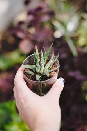 In the hand succulent havortia in a transparent pot. Selective focus.の写真素材