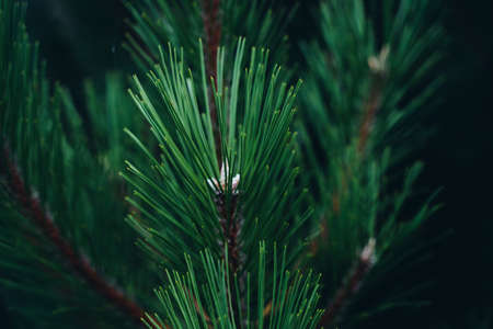 Pine branches. Juicy green needles. Natural background.の写真素材
