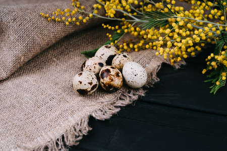 A few quail eggs lie on a burlap sack on a black wooden table. A yellow spring mimosa branch...