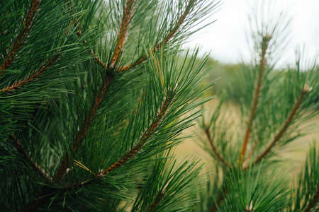 Pine branches. Juicy green needles. Natural background.