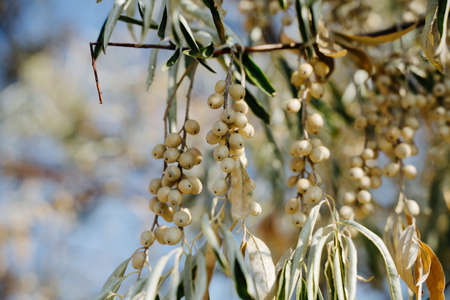 Olive tree. Fruits on branches. The horizontal orientation of the image. Natural background.
