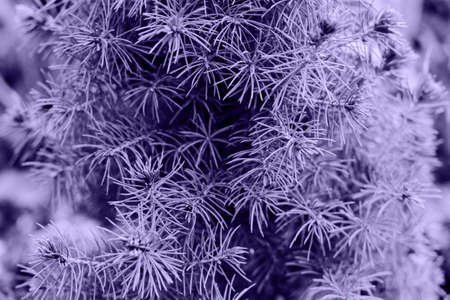 Color of the year concept 2022. Monochrome purple plant. Evergreen coniferous plant. Background with branches of live spruce. Coniferous plant.の写真素材