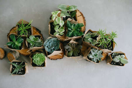 Houseplants. Eco friendly reusable eco bag and succulents on gray background. Wedding day concept. Small plants at the flower shop. Succulents in an eco paper bag on gray background.の写真素材