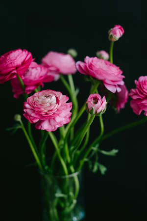 The ranunculi are pink on a black background. Spring bouquet for birthday, Mother's Day, March 8,...