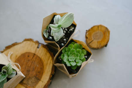 house plant store. A large set of indoor small plants. flower shop. Succulents in an eco paper bag....