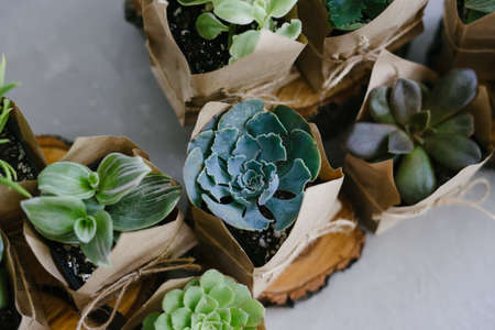 A set of plants. A large set of indoor small plants. flower shop. Succulents in an eco paper bag. Eco friendly reusable eco bag and succulents. houseplants.の写真素材