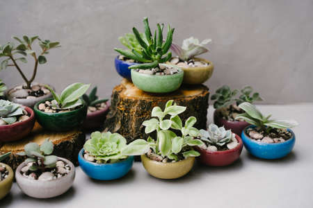 Succulents in beautiful little pots stand on wooden sawn-offs. Green indoor plants. Landscaping the interior of a home or office. Small plants at the flower shop. houseplants. Ceramic colorful pots.の写真素材