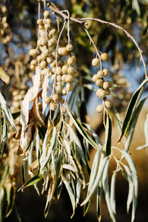 Branch with olive berries. olive tree. Fruits on branches. natural background. Vertical close-up of berries.の写真素材