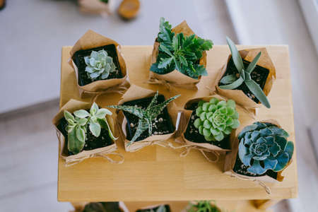 Succulents and cacti are packed in crafting bags and stand on a wooden shelf. Indoor plant store. Wedding day concept.の写真素材