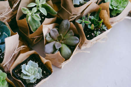 Succulents in an eco paper bag on gray background. Indoor plant store. Wooden sawn.の写真素材