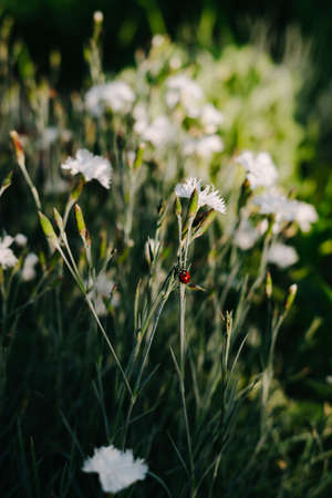 Natural background. A ladybug is sitting on a white flower.