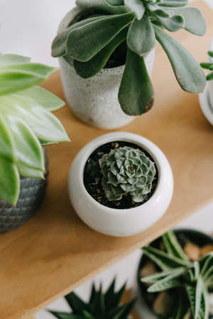 Succulent in a white ceramic pot. Indoor plants.の写真素材