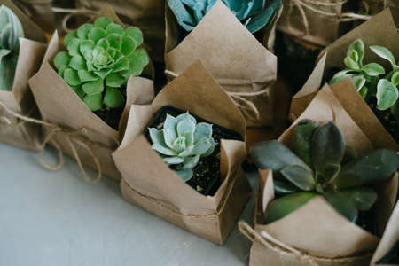 Eco friendly reusable eco bag and succulents. Indoor plant store. Succulents in an eco paper bag.の写真素材