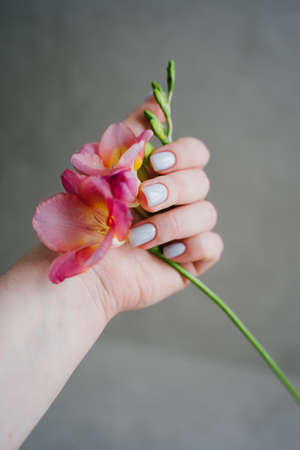 Delicate blue manicure. Pink freesia in his hand. A woman's hand with shellac. vertical photo.の写真素材